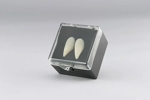 Dentes de Vampiro